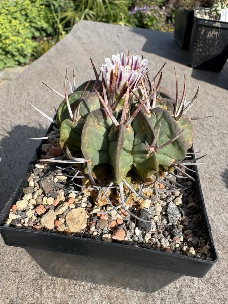 Stenocactus coptonogonus